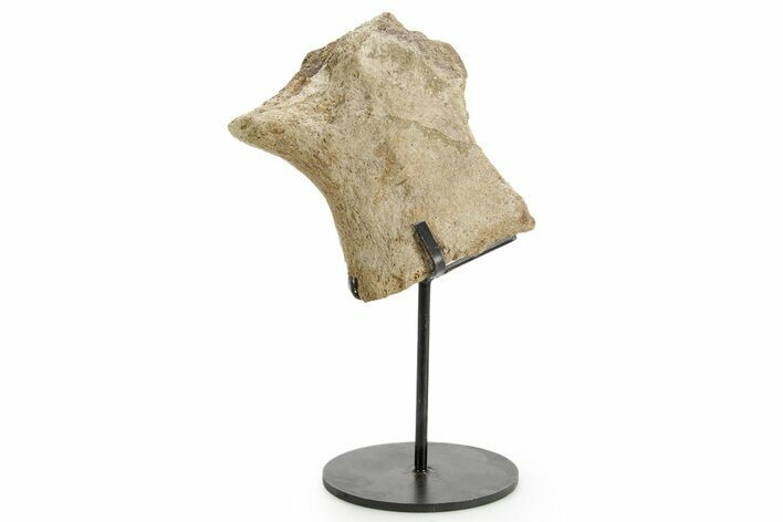 Fossil Dinosaur (Triceratops) Skull Section - South Dakota #363631
